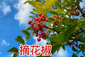 下午摘自家门前的花椒，炎热也挡不住收获的喜悦，天黑下山回家视频封面