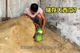 农村哥俩地里摘新鲜大西瓜，用这个方法存放，准备到过年时候吃！