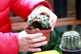 室内养仙人球，做好这两点，不然容易腐烂，只剩盆视频封面