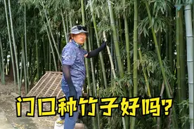 农村家门口种竹子夏天凉快，却有2大坏处，你觉得有道理吗？视频封面
