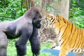 400多斤的银背大猩猩，和老虎打起来，会是什么结果视频封面