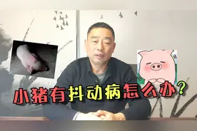 小猪跳舞，还那么嗨，其实这是一种猪病，来看看老王怎么处理的