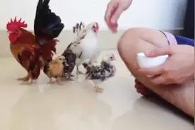 东南亚的宠物玲珑鸡，昂首挺胸大走“模特步”