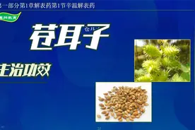 中药-苍耳子的主治功效视频封面