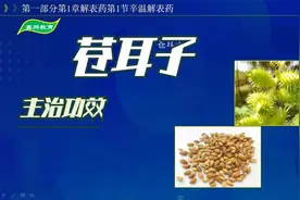 中药-苍耳子的主治功效视频封面