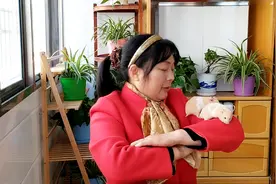 金丝熊来我家第64天，长大了很多，它们吃青菜的样子太有趣