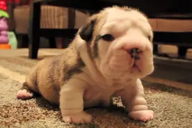 幼犬狗狗学走路过程超奶萌，小短腿一步一拐像个小婴儿可爱极了