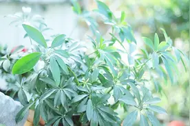 养鸭脚木，趁机抓住几点，让它叶片油绿肥厚视频封面
