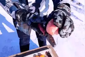 冷到冻西红柿可以砸铁钉竟完好无损!内蒙古包头实在太冷了视频封面