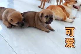 小奶狗刚出生到14天的前后差别，奶凶奶凶的，变化太大萌化了视频封面