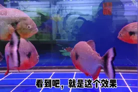 为什么鱼缸内，总会有肉眼可见的漂浮杂质，如何才能有效解决？视频封面