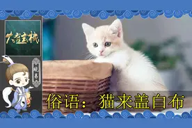 农村老人常说猫来盖白布 家里来猫是吉是凶 揭秘民间俗语真正含义视频封面