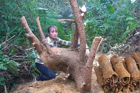 大姐进山挖树根剥皮，开始不知道干嘛用，看见上街卖了大钱傻了眼视频封面