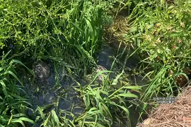 黄缘龟天天泡在水里怎么回事「龟谷鳖老」视频封面