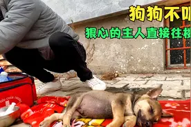因为不听话，狠心的主人就将狗狗从12楼扔下，这可是一条生命啊视频封面
