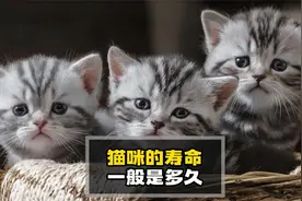 养猫知识：猫咪的寿命一般是多久？视频封面