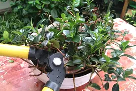 金鱼吊兰要从这一节剪，不要剪错了，剪错不开花视频封面