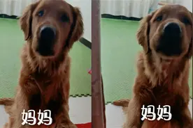 孟婆汤忘喝了？5个月大金毛酷爱叫“妈妈”，主人：几分钟就会了视频封面