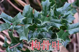 农村野生药材“枸骨叶”，干货30到50元每斤，了解它的价值吗？视频封面