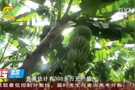 兴业县大平山镇南村大力发展香蕉种植，村集体收入得到大幅提升视频封面