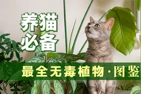 养猫以后哪些植物可以种？无毒植物图鉴视频封面