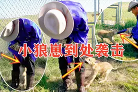 小狼崽攻击力有多强？大叔进狼群直接被围攻，咬住毫不松口！视频封面