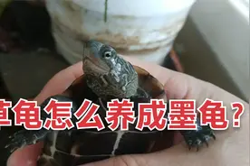 草龟怎么养成墨龟？小墨龟顶墨后代是智商税，公草龟选择判断方法