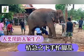 象妈妈如何生200公斤的宝宝，记录这一艰难的过程