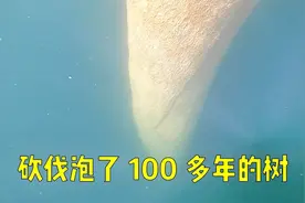 用液压锯在水下砍伐泡了100多年的珍惜大树！视频封面