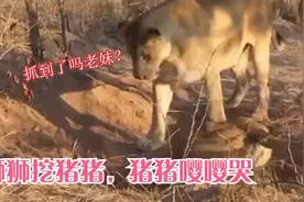 见过这么嚣张的犹猪吗？大摇大摆在狮子面前散步，后果你猜怎么着视频封面