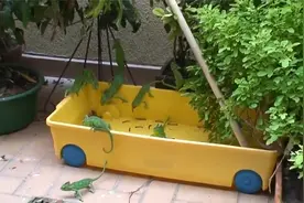 变色龙吃虫子视频封面