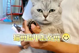 猫咪的指甲锋利容易刮到人，需要及时修剪，那猫咪剪指甲怎么剪？