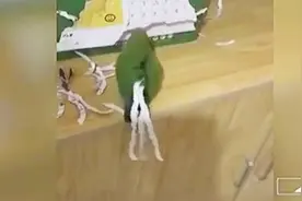 成精了！逗比鹦鹉撕台历装饰尾巴，难道想变孔雀？视频封面