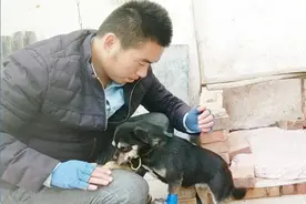 狗狗遭遇车祸骨折，兽医却说可自愈，农村小伙很心疼亲自做固定视频封面