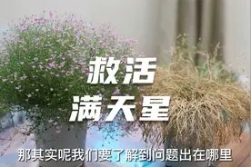 养死的满天星不要扔，园艺师教你救活它，包括修剪浇水施肥等技巧