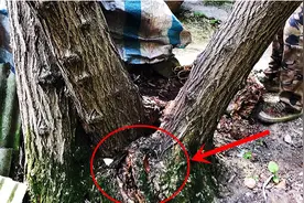 连体三胞胎树突遇大风袭击分离，村民房屋险遭毁坏却束手无策视频封面