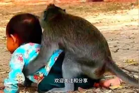 国外家长让猴子帮忙看孩子，还能发生这事，镜头记录全过程视频封面