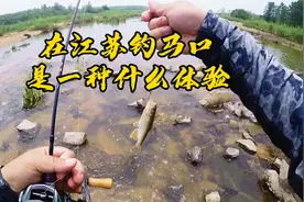 在江苏还是能钓到马口的，这里是江苏仅有的几个能玩马口的点之一