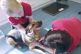 外国建宠物血库，原来宠物献血还有这些要求，你会带宠物献血吗？