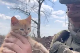 俄国防部展示帮士兵抓老鼠的小猫，称“鼓舞了他们战斗的士气”视频封面
