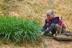 初春韭菜嫩绿，阿婆教你3种家常做法，卖相不佳，但好吃过瘾视频封面