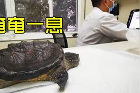 15厘米两岁乌龟病重，带它去宠物医院，看到x光和费用后无奈了