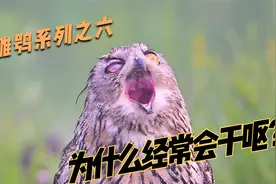 雕鸮干呕了半天，最后竟吐出来一团黑乎乎的东西，这是怎么回事？视频封面