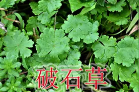 农村小草本植物天胡荽，老人称“破石草”，用途与价值了解吗？视频封面