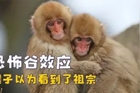 动物的恐怖谷效应，猴子以为看到了祖宗，大熊猫头一次这么害怕视频封面