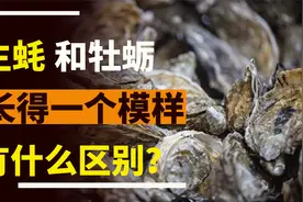 生蚝和牡蛎看起来很像，究竟有什么区别？了解这4点，再买不吃亏视频封面