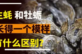 生蚝和牡蛎看起来很像，究竟有什么区别？了解这4点，再买不吃亏视频封面