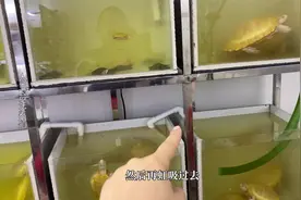 小球藻除了养龟有好处，也是很多鱼的口粮视频封面