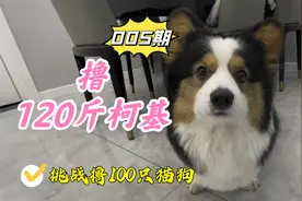 关于我撸到了120斤的柯基，基以肥为美视频封面