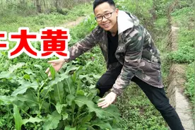 牛大黄原来有这么多用途，很多人却把它当做野草，一起了解下吧视频封面